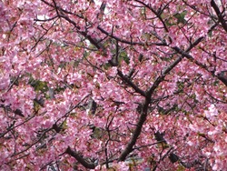 久原公園01-7