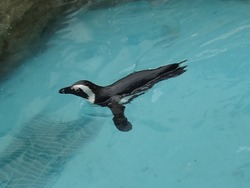 ペンギン水族館02-5