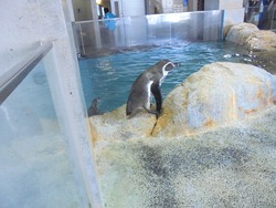 ペンギン水族館02-6