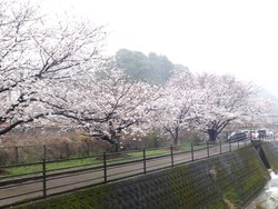 長与01-2