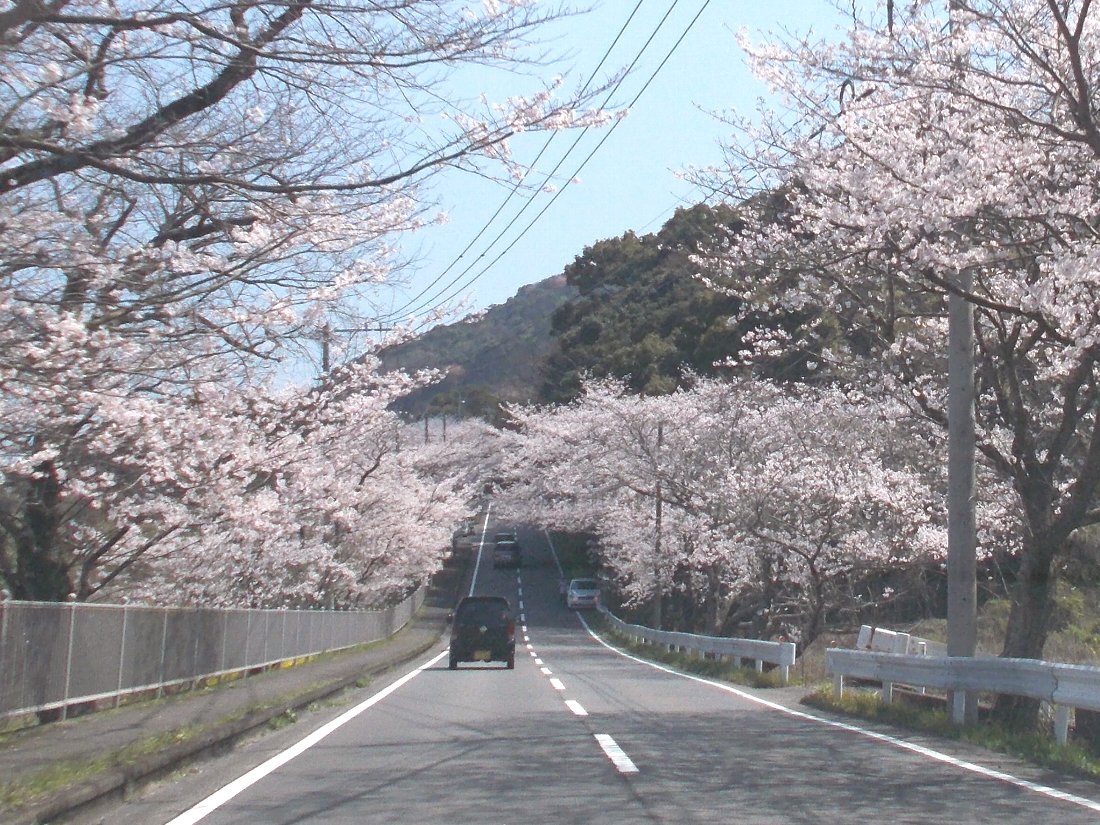 正しい休日の過ごし方 長崎の桜18 和三郎公園から大草の桜 Livedoor Blog ブログ 正しい休日の過ごし方 長崎の桜18 和三郎公園から大草の桜 Livedoor Blog ブログ
