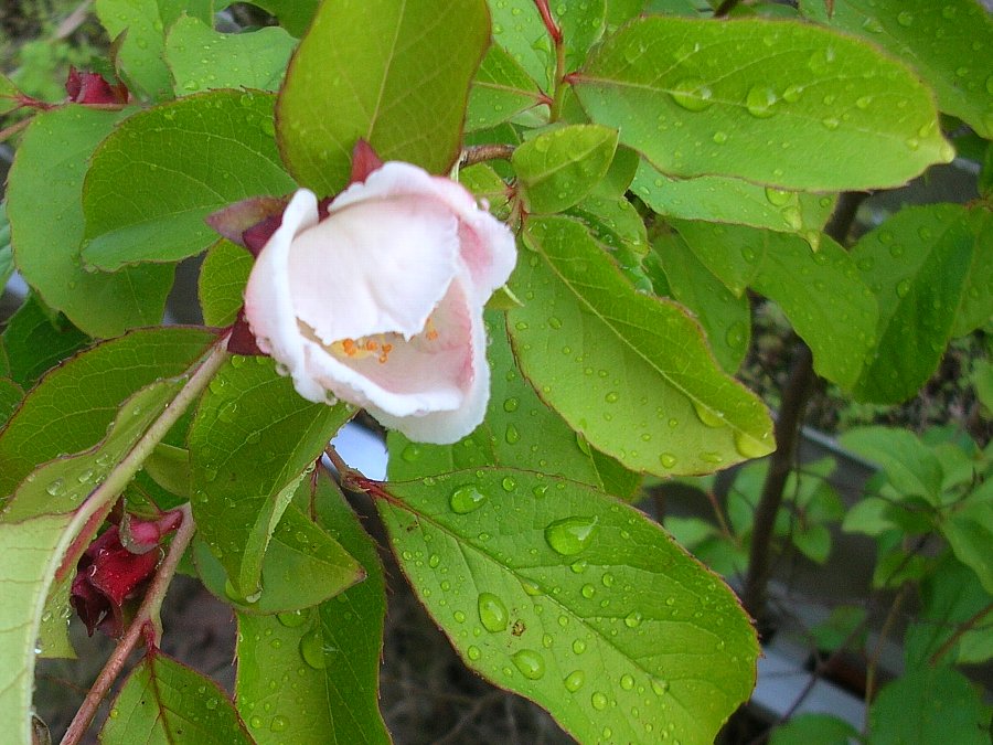 正しい休日の過ごし方 夏椿 シャラの木 の花 Livedoor Blog ブログ