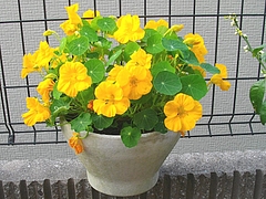 ʥ