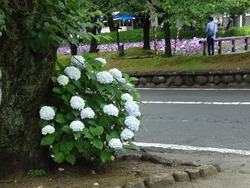 花菖蒲まつり01