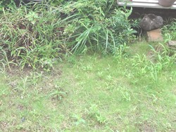 雑草