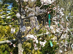 ¥°¥ê¡¼¥ó2011-03-3