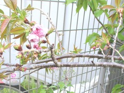 八重桜