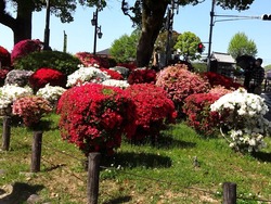 諫早公園01-3