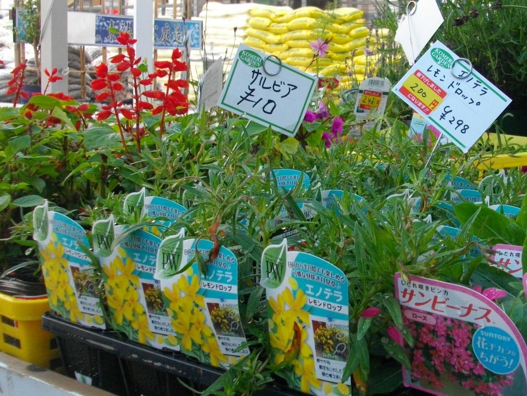 綺麗なコメリ 花 すべての美しい花の画像