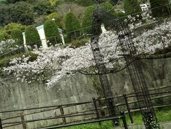 小ヶ倉水園01-3