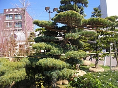 ¥°¥ê¡¼¥ó2011-03-5