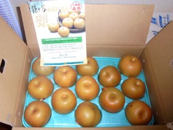 梨01-2