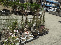 ���꡼�󥭥��ڡ���01-3