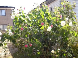 庭01-1