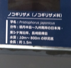 ペンギン水族館02