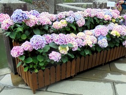 紫陽花まつり02-3