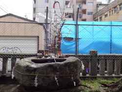 寄せ雛01-3