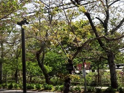 大村公園02-8