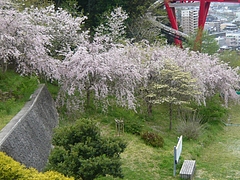 中尾城公園01-3