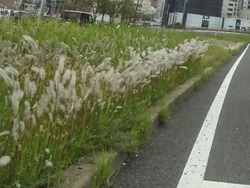 猫じゃらし01
