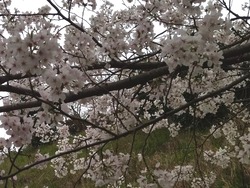中尾城公園01-8