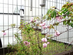 庭01-3