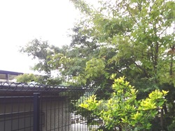 剪定01