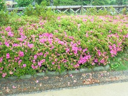 大村公園04