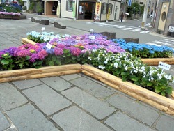 紫陽花まつり03