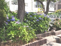 中島川02-8