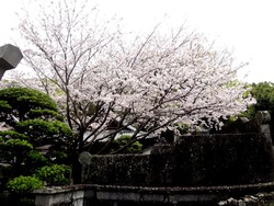 浜町・桜04-3