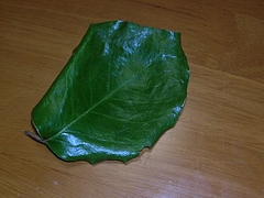 角上蛇踊05