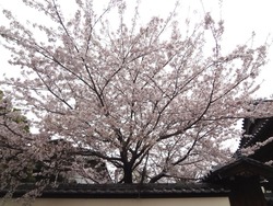 浜町・桜05-2