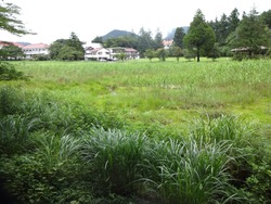原生沼01-2