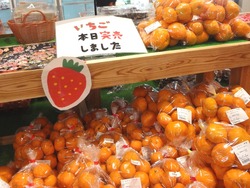 三浦線海沿いマルシェ01-6