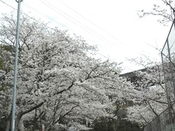 小ヶ倉水園01