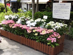 中島川01-8