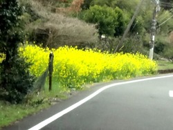 菜の花