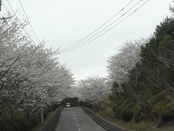 桜の里01