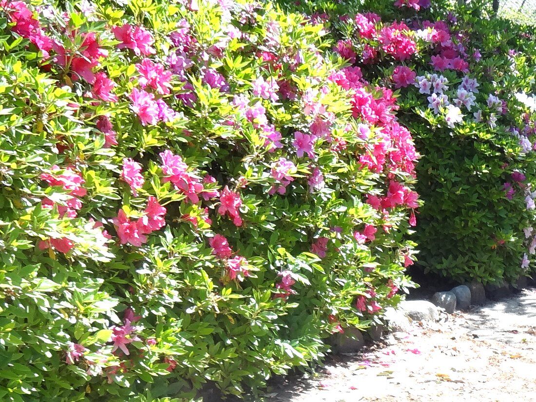 正しい休日の過ごし方 大村公園の 藤 と諫早公園の ツツジ Livedoor Blog ブログ