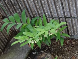 庭01-3