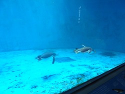 ペンギン水族館02-4
