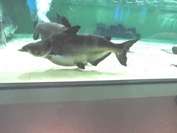 ペンギン水族館03-8
