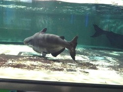 ペンギン水族館02-3