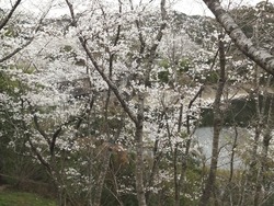 桜の里01-6