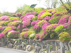 上山つつじ