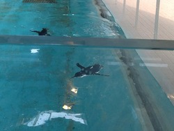 ペンギン水族館03