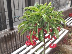 庭01-2