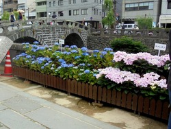 紫陽花まつり03-5