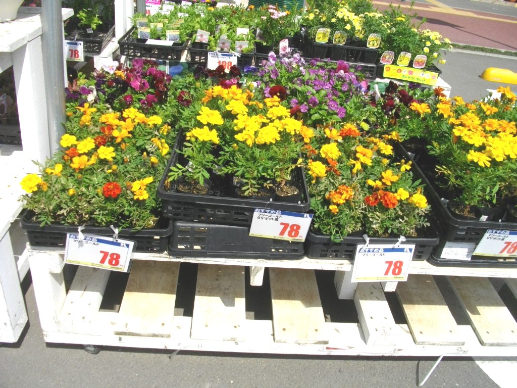 正しい休日の過ごし方 春だし花の苗でも買おうか Livedoor Blog ブログ